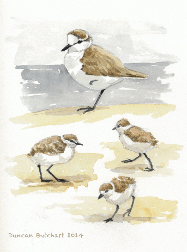 Plover,White-fronted2